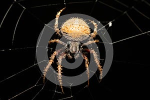 Spotted orb weaver spider on web, Neoscona triangula, Ambalavao, Madagascar wildlife