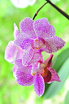 Spotted orchid