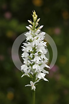 Spotted Orchid, Dactylorhiza maculata transsilvanica, white wild orchid, flowering European terrestrial orchid, nature habitat, de photo
