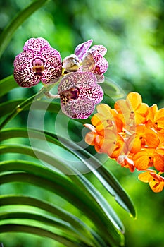 Spotted Orchid Flowers