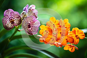 Spotted Orchid Flowers