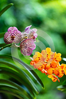 Spotted Orchid Flowers