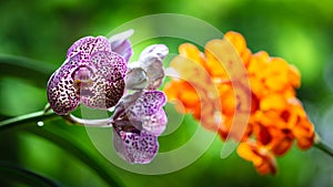 Spotted Orchid Flowers