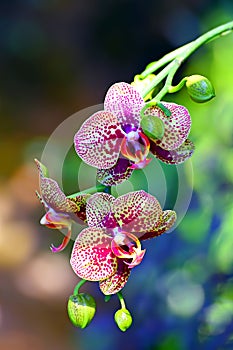 Spotted orchids and buds