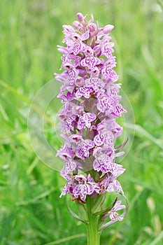 Spotted orchis photo