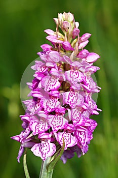 Spotted Orchis (Orchis maculata)