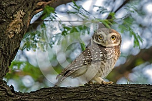 Spotted Owl photo