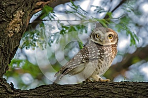 Spotted Owl