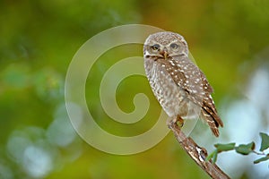 Spotted owl bird, natural, nature, wallpaper
