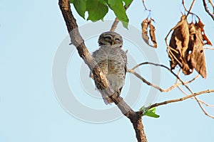 Spotted owl bird, natural, nature, wallpaper