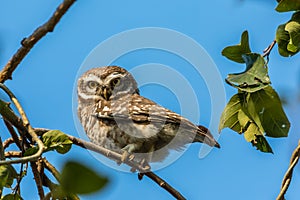 spotted owl looking at you