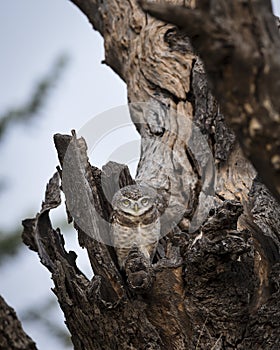 Spotted owl or owlet or Athene brama out of nest perched on tree during safari at forest of central india