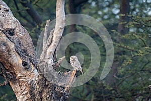 spotted owl or owlet or Athene brama perched on tree in natural green background during safari at forest of central india asia