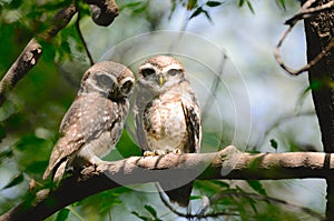 Spotted owl pair