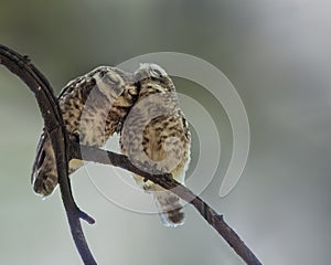 Spotted Owl