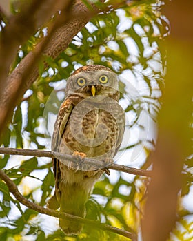 A Spotted Owl perching