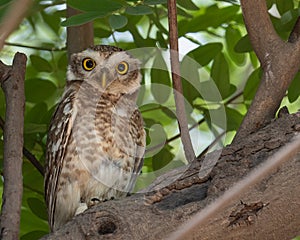A Spotted owl