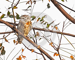 A Spotted Owl perching on a tree