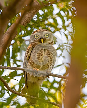 A Spotted Owl perching