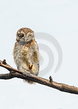 Spotted Owl perching on a tree