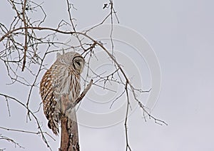 Spotted owl sitting on a bare tree branch with snow in winter - Strix occidentalis