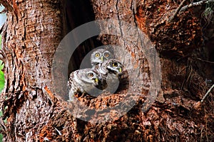 Spotted Owlet