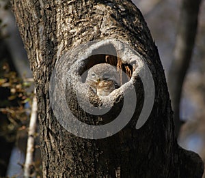 Spotted owlet