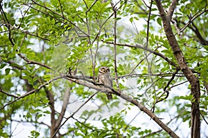 Spotted owlet