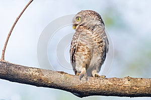 Spotted owlet