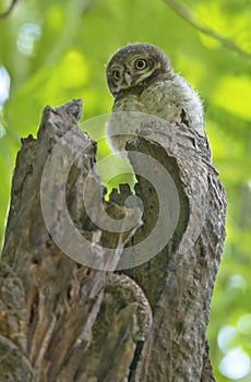 Spotted owlet