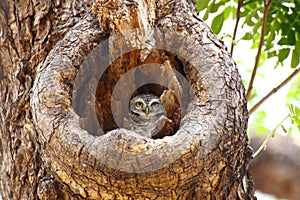 Spotted owlet