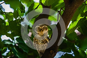 Spotted Owlet