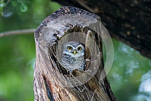 Spotted Owlet.