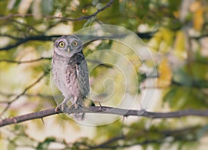 The Spotted owlet