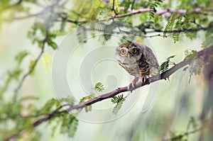 The Spotted owlet