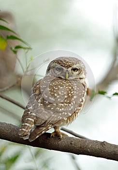 Spotted Owlet