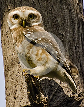 The spotted owlet Athene brama