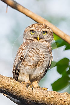 Spotted owlet( Athene brama)