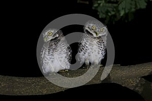 Spotted owlet Athene brama