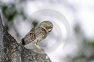 Spotted Owlet or Athene brama.