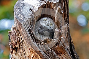 Spotted owlet Athene brama Beautiful Birds in tree hollow