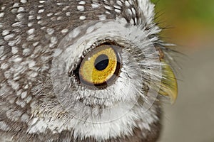 Spotted owlet or athene brama bird