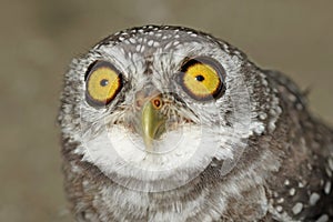 Spotted owlet or athene brama bird