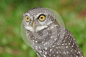 Spotted owlet or athene brama bird