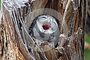 Spotted owlet Athene brama Bird in tree hollow photo