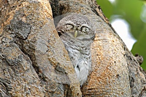 Spotted owlet Athene brama Birds sleeping in tree hollow