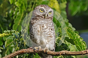 Spotted owlet Athene brama Birds of Thailand