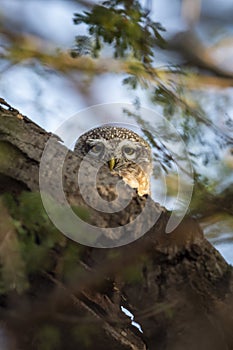 spotted owlet or Athene brama closeup or portrait with eye contact or peekaboo moment from nest or hollow in tree during winter