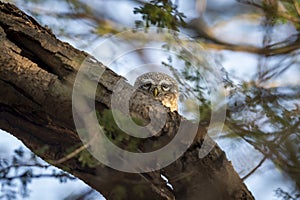 spotted owlet or Athene brama closeup or portrait with eye contact or peekaboo moment from nest or hollow in tree during winter