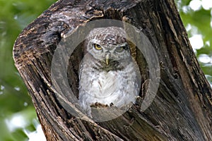 Spotted owlet Athene brama Cute Birds in tree hollow